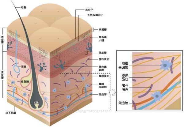 美容儀器-第39屆鄭州國(guó)際美容美發(fā)化妝品博覽會(huì)